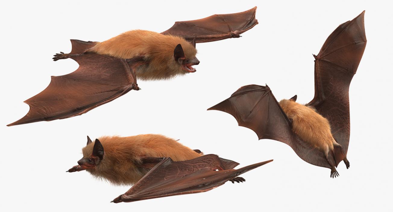 Bat with Fur Rigged 3D model