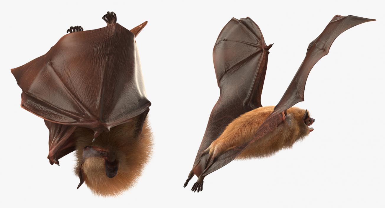 Bat with Fur Rigged 3D model