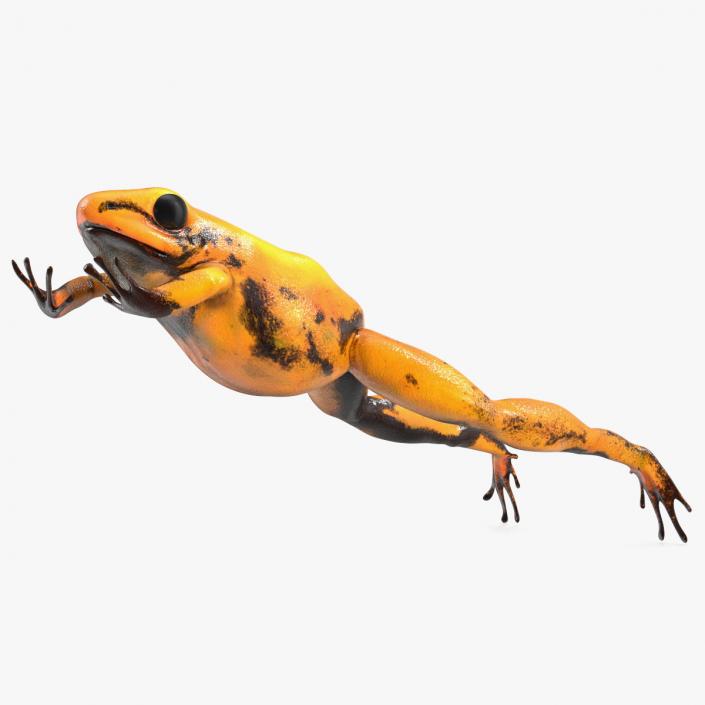 Jumping Orange Phyllobates Terribilis 3D