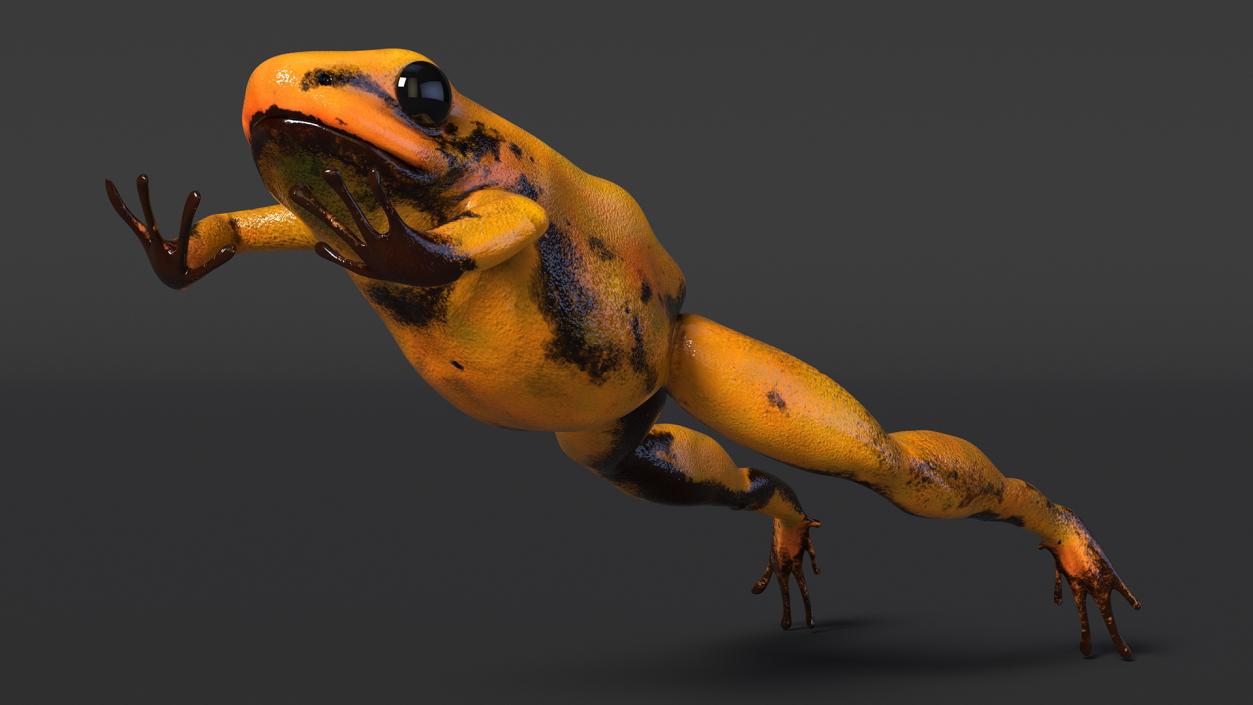 Jumping Orange Phyllobates Terribilis 3D