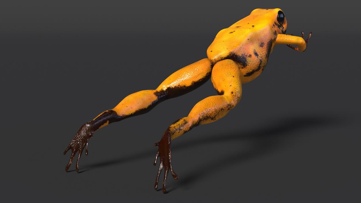 Jumping Orange Phyllobates Terribilis 3D