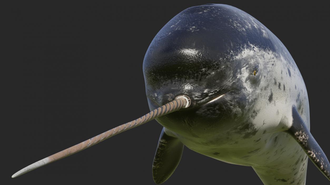 Narwhal Jumping out Pose 3D model