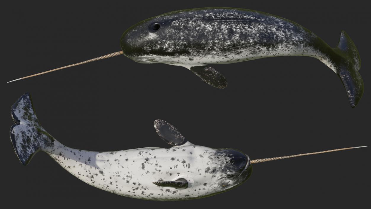 Narwhal Jumping out Pose 3D model