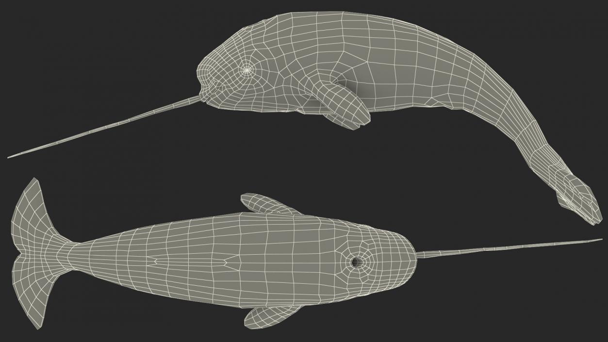 Narwhal Jumping out Pose 3D model