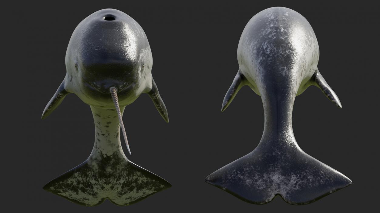 Narwhal Jumping out Pose 3D model