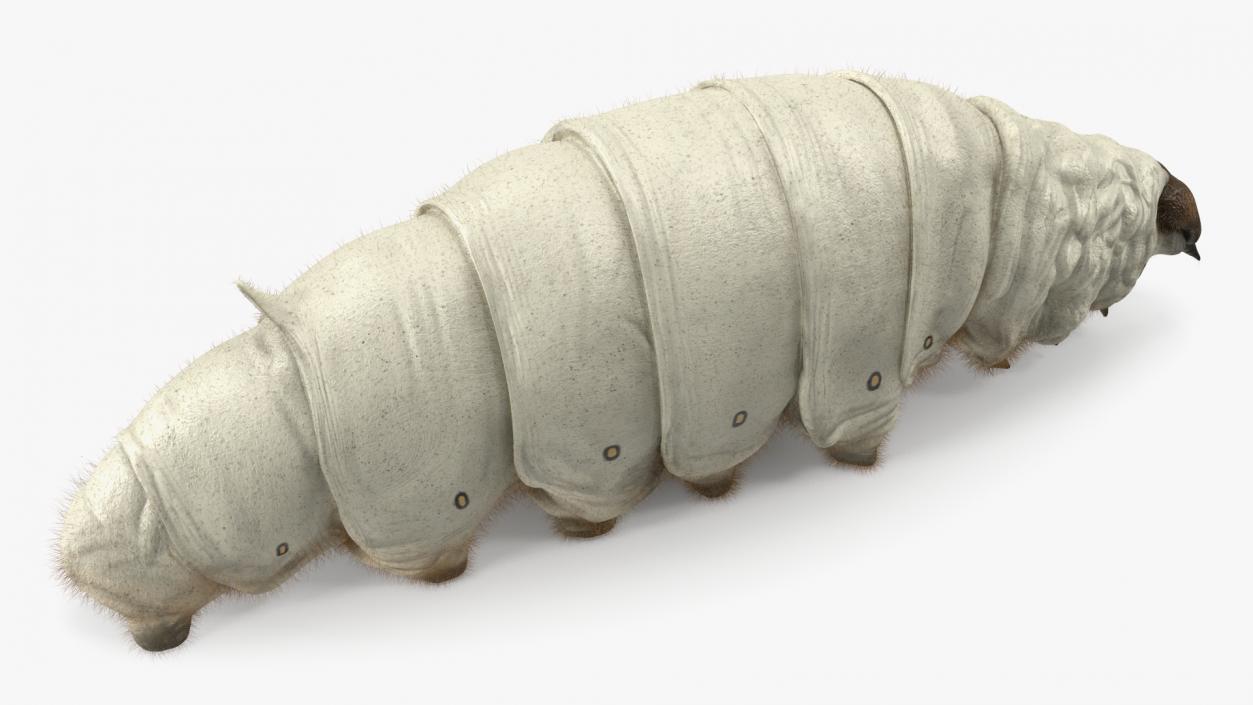 3D Silkworm White Fur model