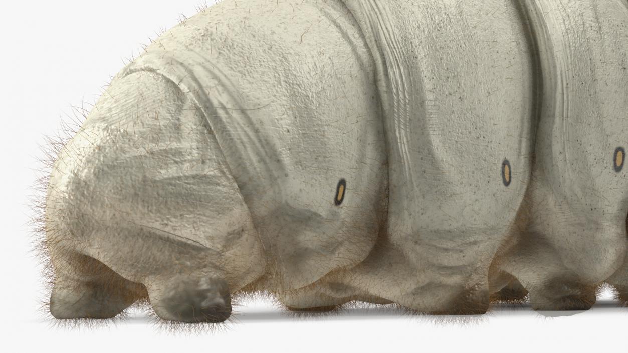 3D Silkworm White Fur model