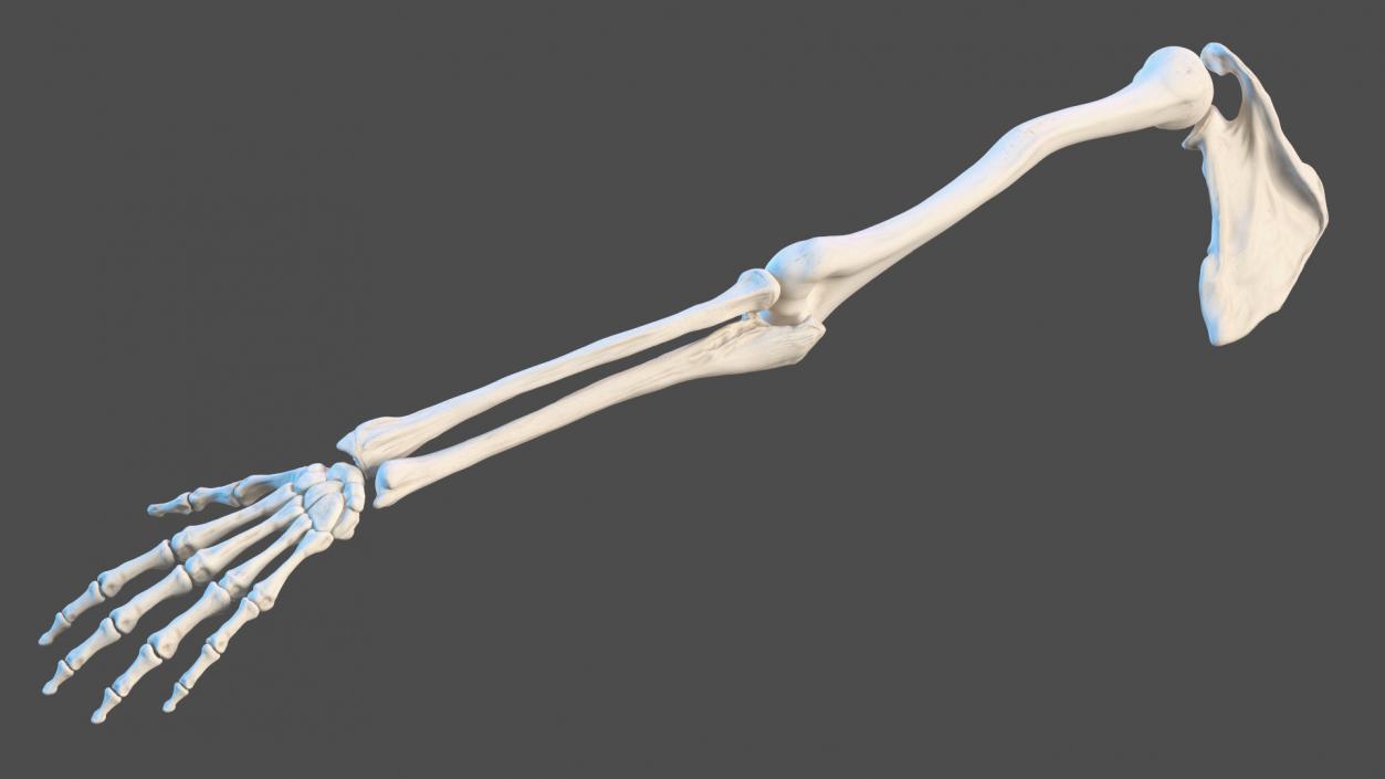 3D Arm Anatomy Asian Man