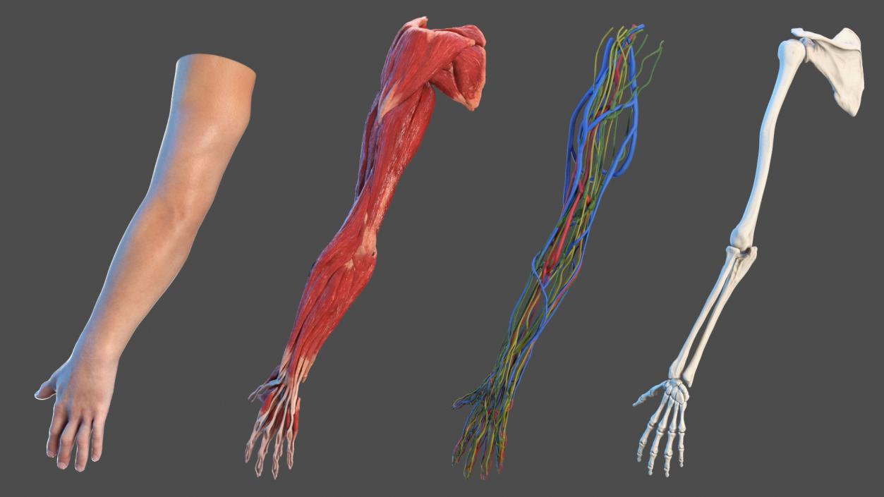 3D Arm Anatomy Asian Man