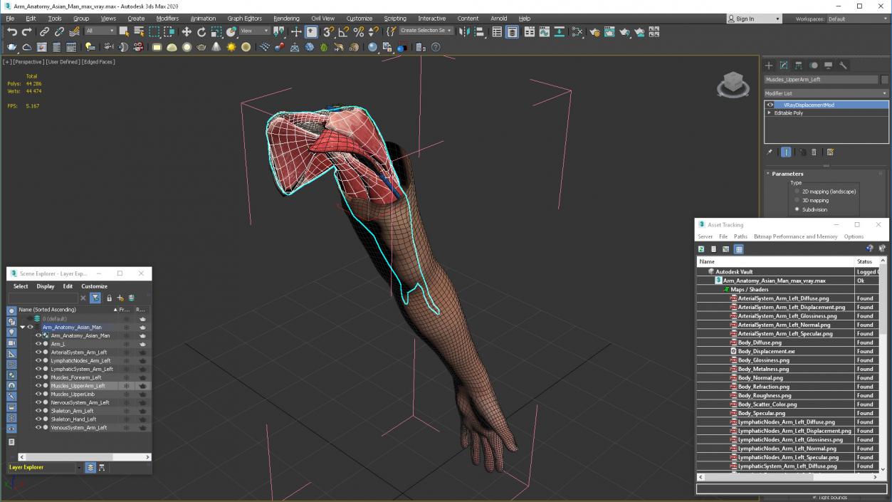 3D Arm Anatomy Asian Man