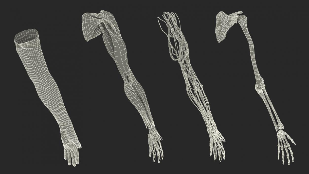 3D Arm Anatomy Asian Man