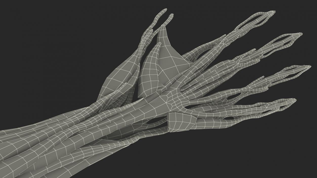 3D Arm Anatomy Asian Man