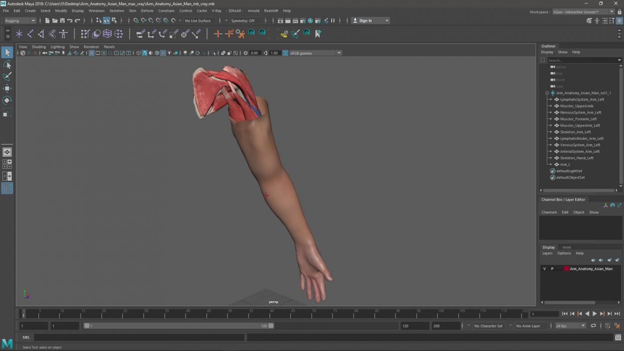 3D Arm Anatomy Asian Man