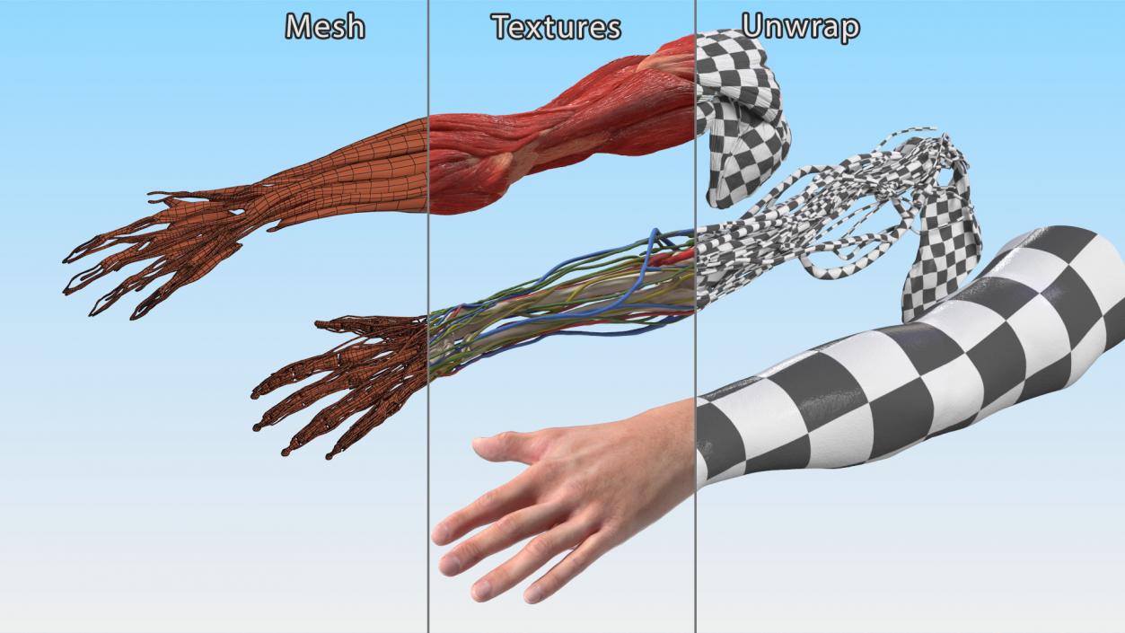 3D Arm Anatomy Asian Man