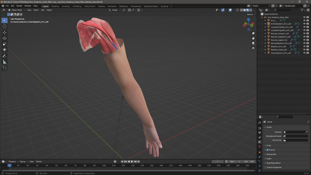 3D Arm Anatomy Asian Man