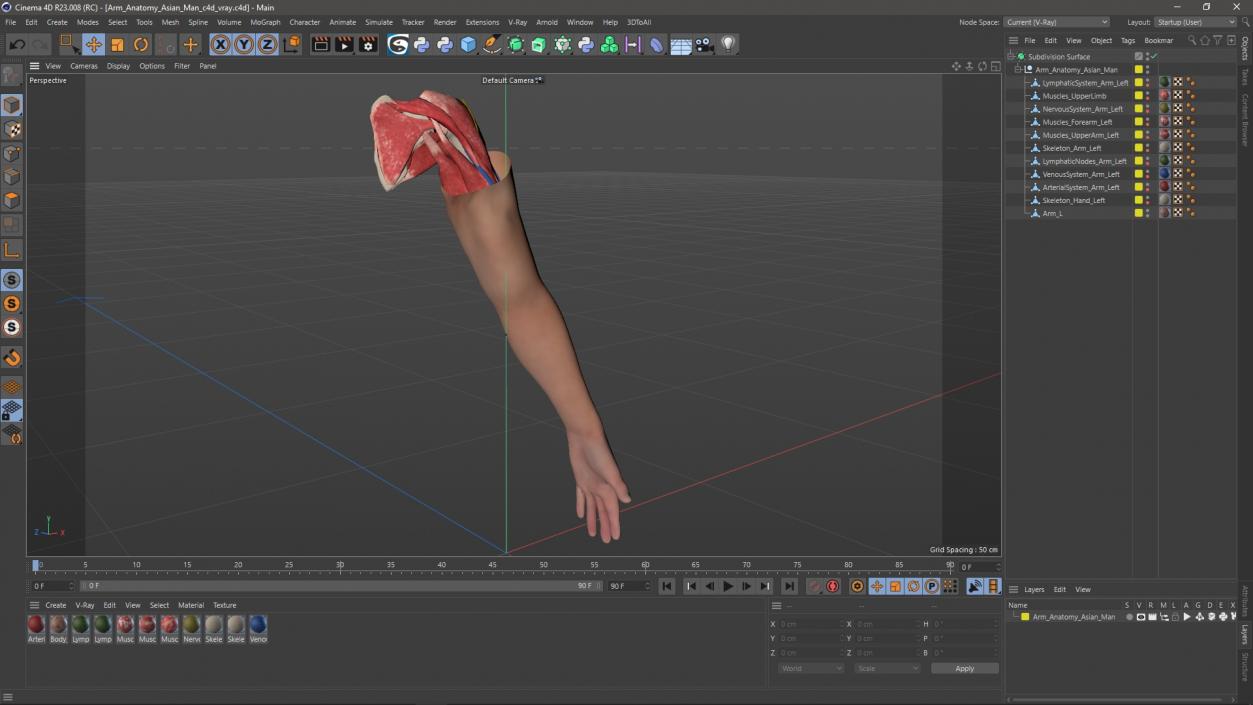 3D Arm Anatomy Asian Man