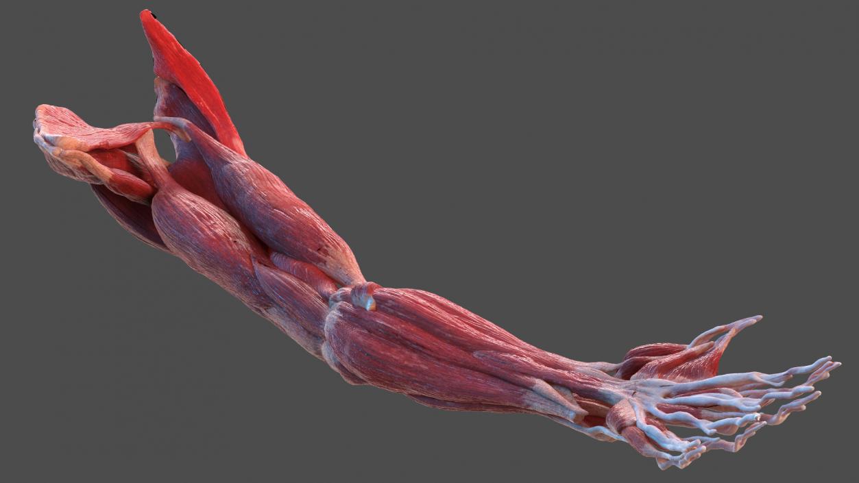 3D Arm Anatomy Asian Man