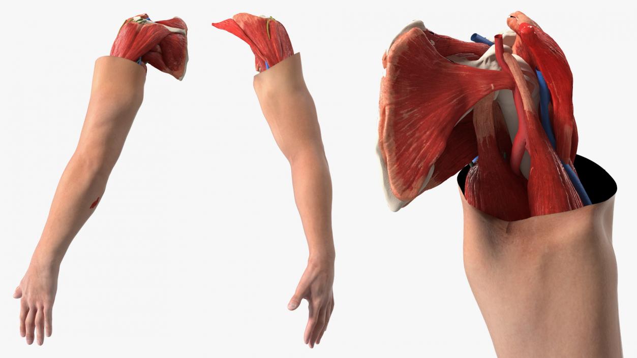 3D Arm Anatomy Asian Man