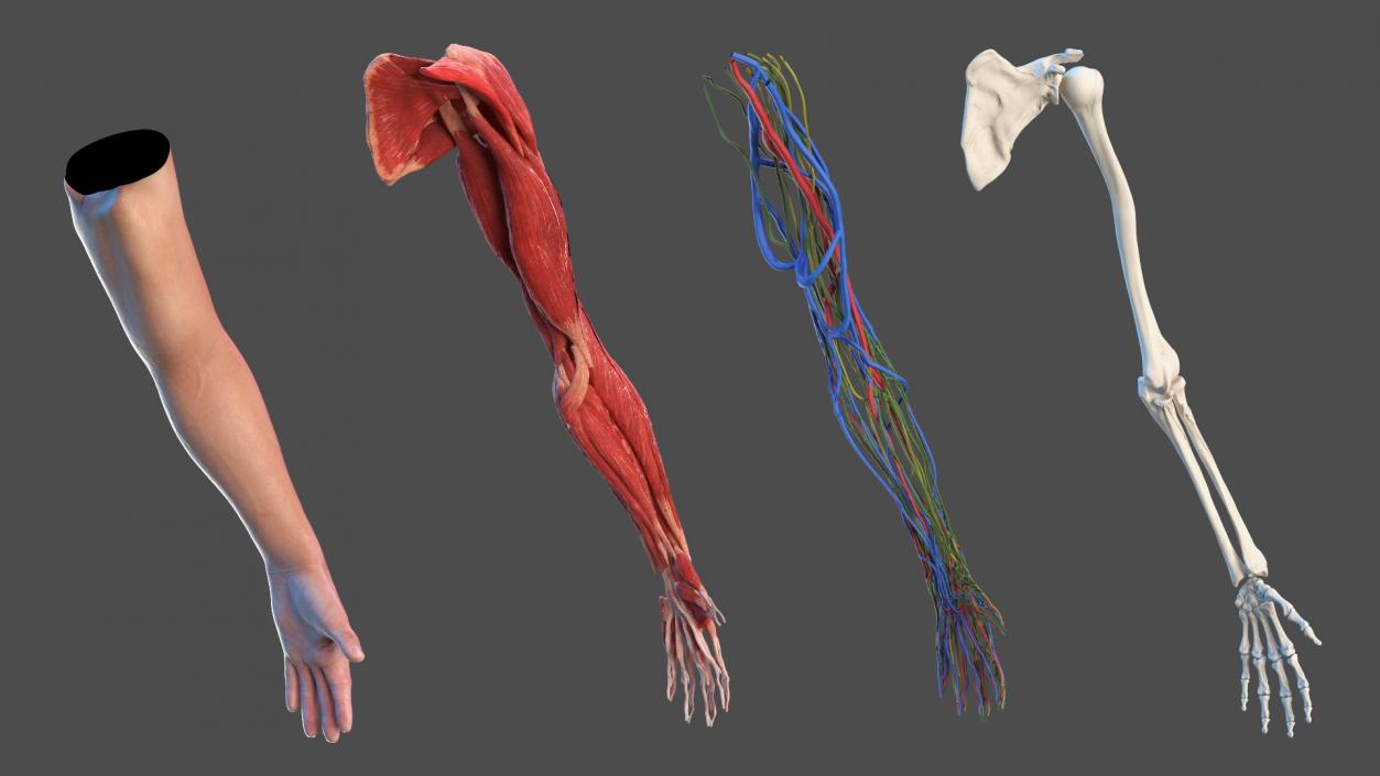 3D Arm Anatomy Asian Man