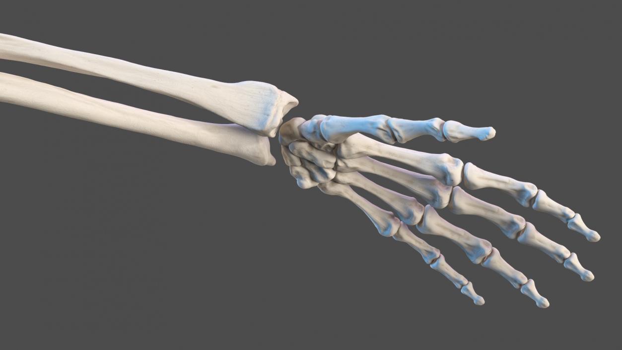 3D Arm Anatomy Asian Man