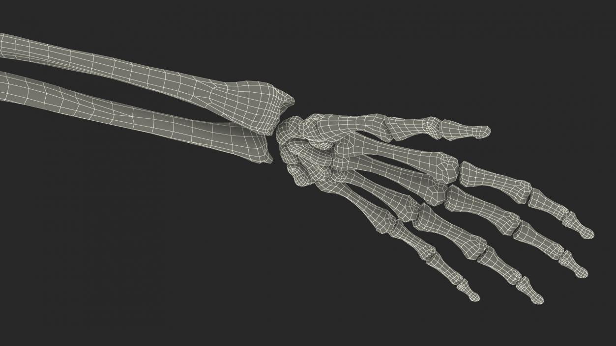 3D Arm Anatomy Asian Man