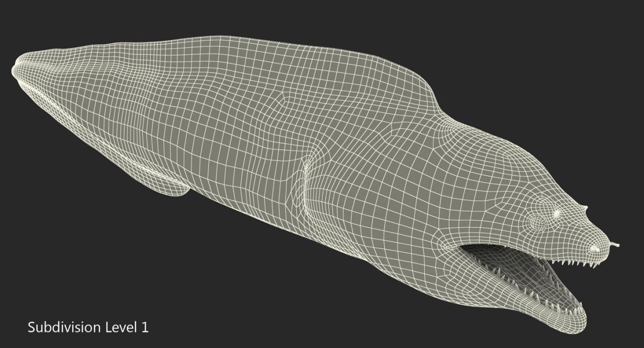 3D Murena Rigged model