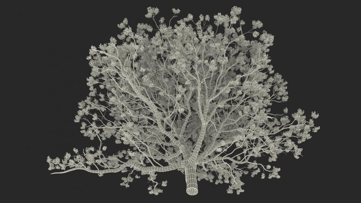 3D Blooming Jacaranda Tree without Leaves model