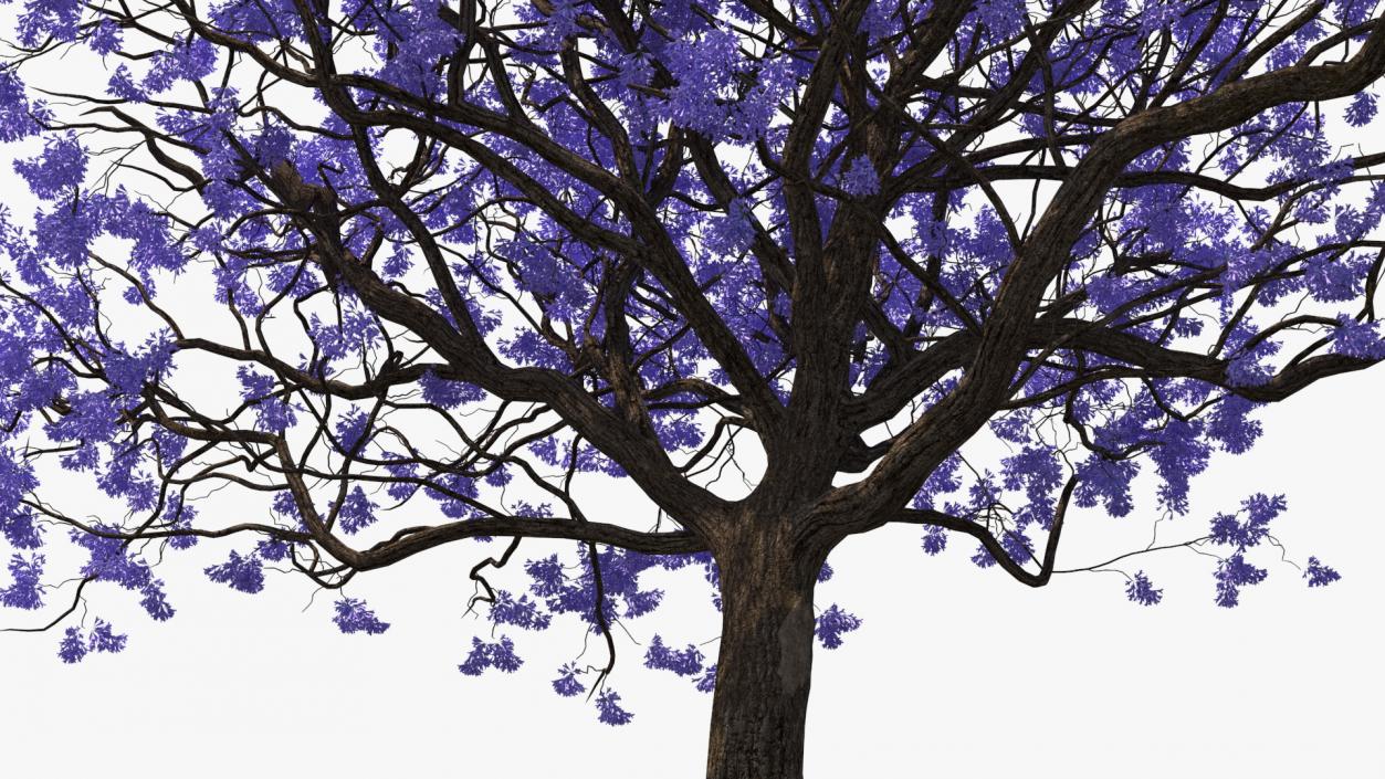 3D Blooming Jacaranda Tree without Leaves model