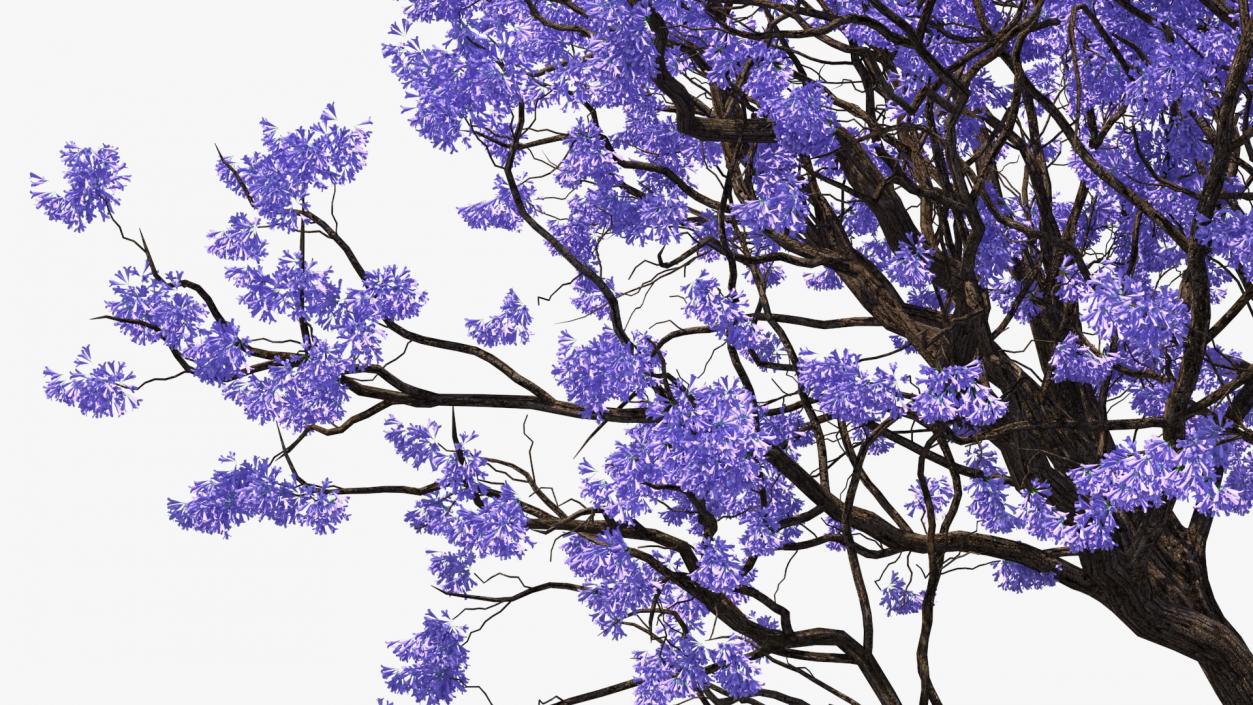 3D Blooming Jacaranda Tree without Leaves model