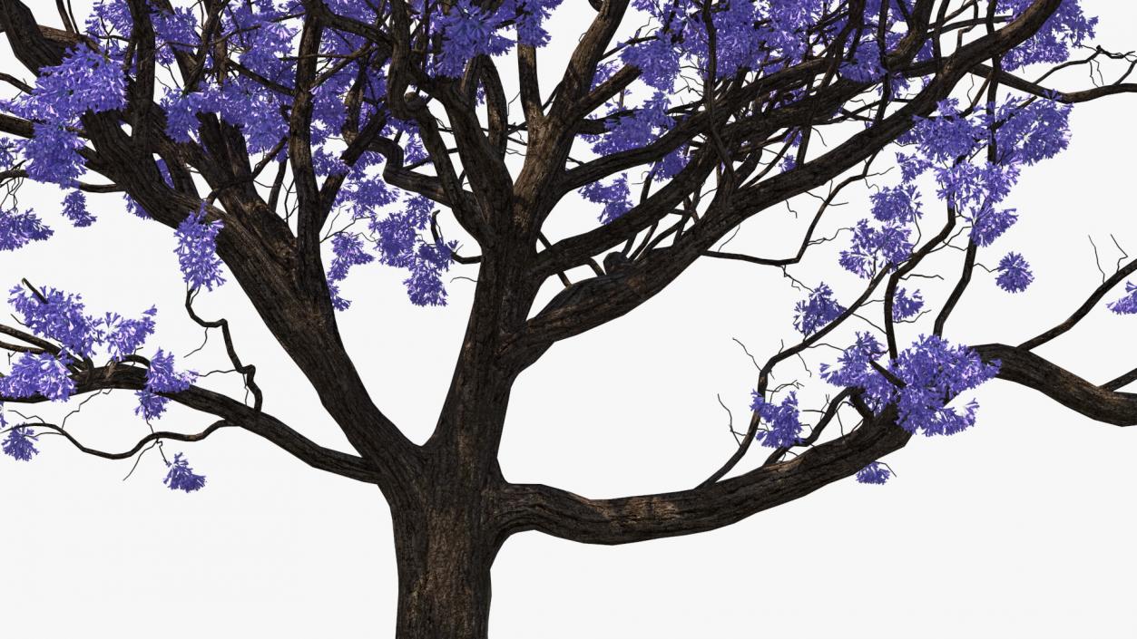 3D Blooming Jacaranda Tree without Leaves model