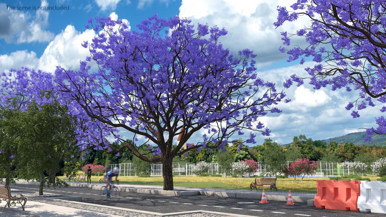 3D Blooming Jacaranda Tree without Leaves model