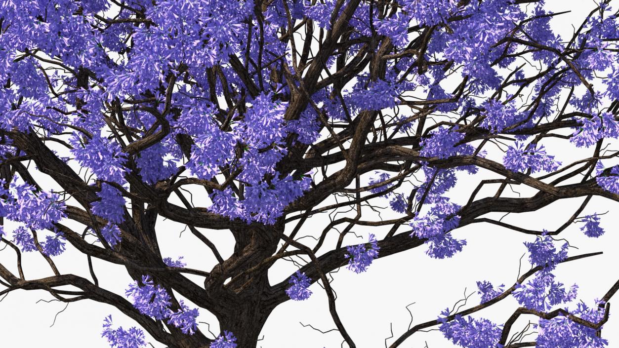 3D Blooming Jacaranda Tree without Leaves model