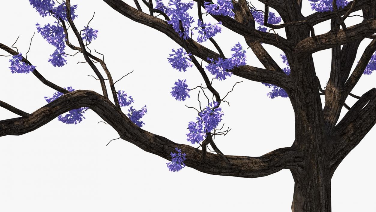 3D Blooming Jacaranda Tree without Leaves model