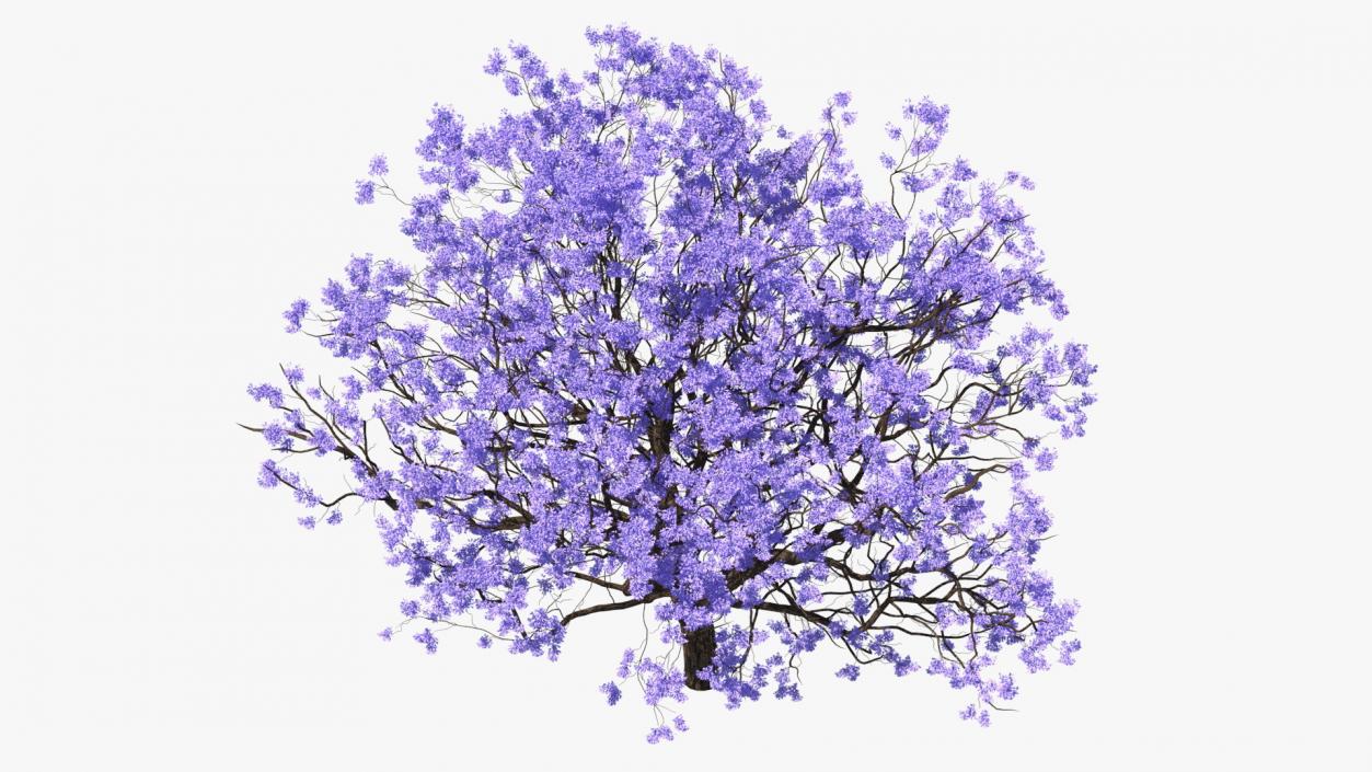 3D Blooming Jacaranda Tree without Leaves model