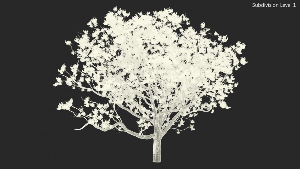 3D Blooming Jacaranda Tree without Leaves model