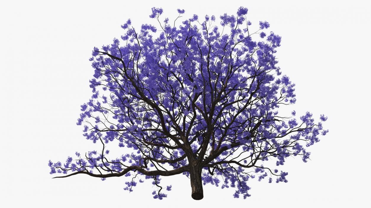 3D Blooming Jacaranda Tree without Leaves model