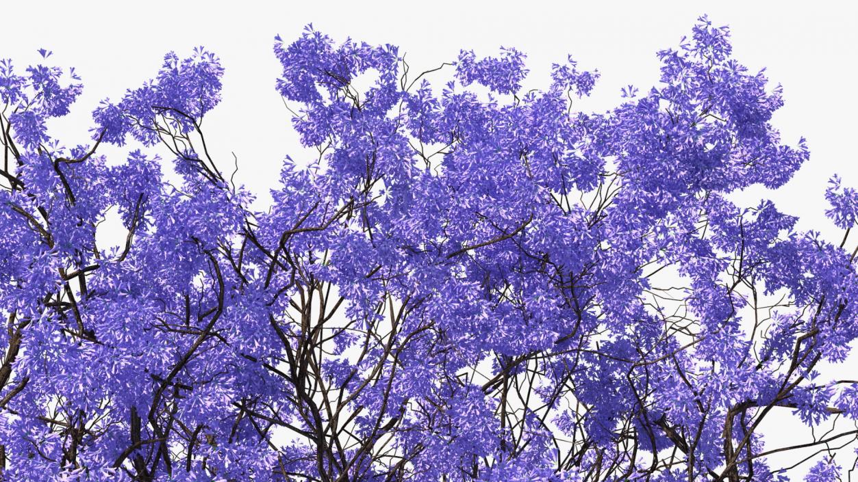 3D Blooming Jacaranda Tree without Leaves model