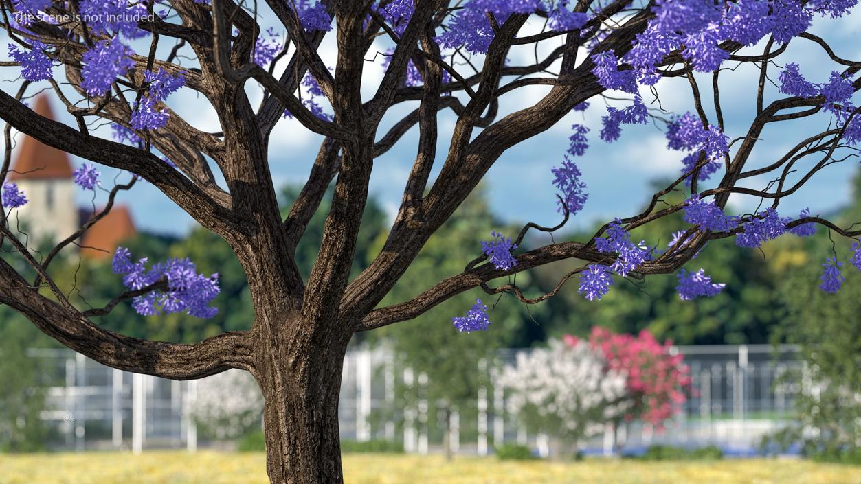 3D Blooming Jacaranda Tree without Leaves model