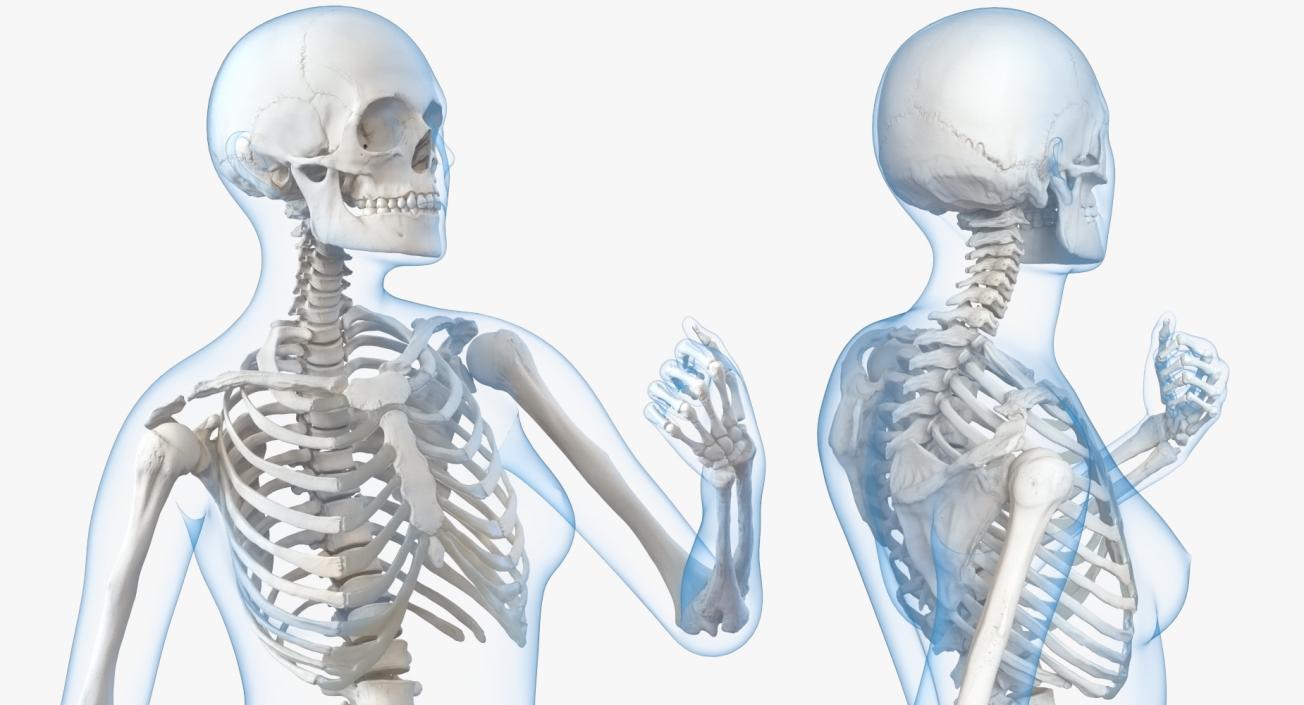 Female Body with Skeleton Standing Pose 3D model