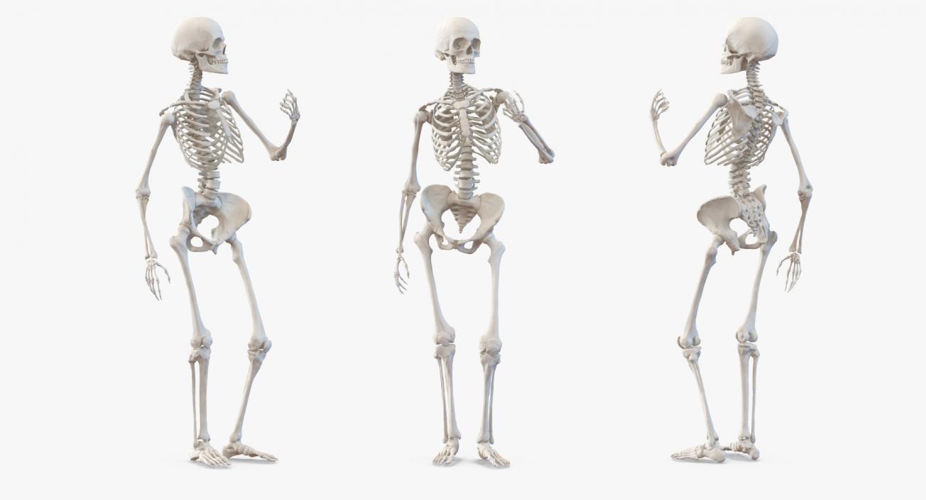 Female Body with Skeleton Standing Pose 3D model