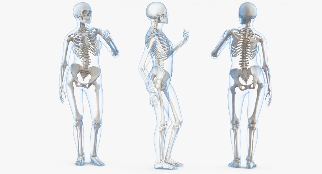 Female Body with Skeleton Standing Pose 3D model