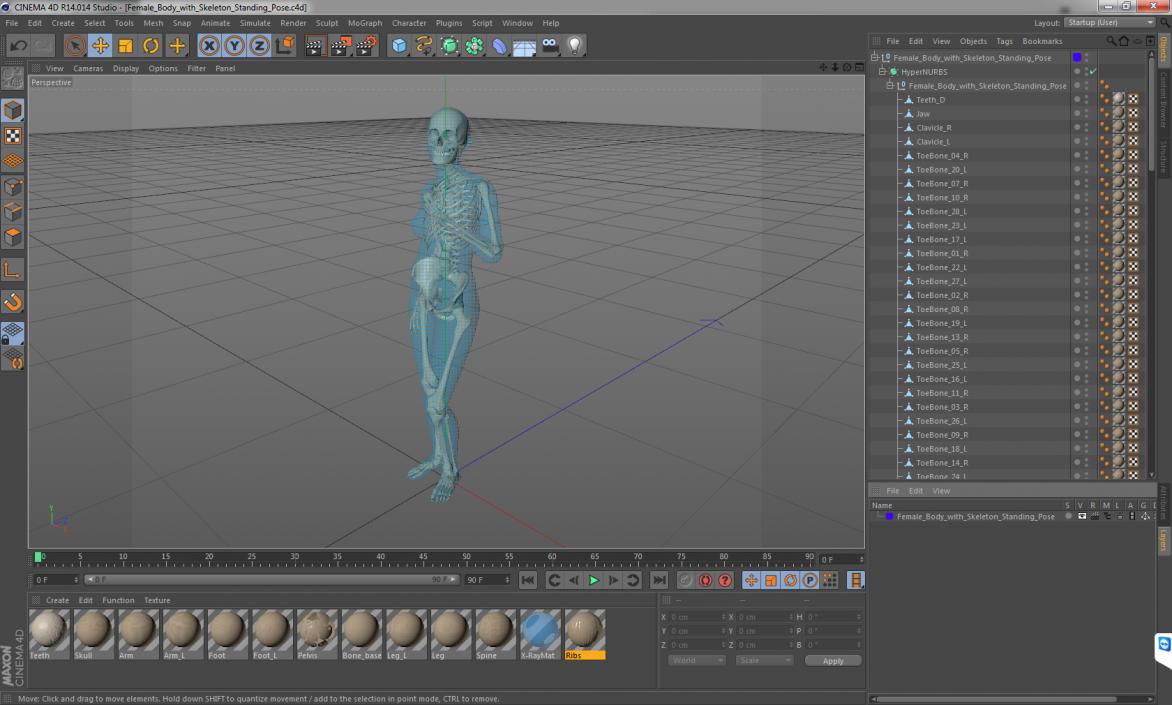 Female Body with Skeleton Standing Pose 3D model