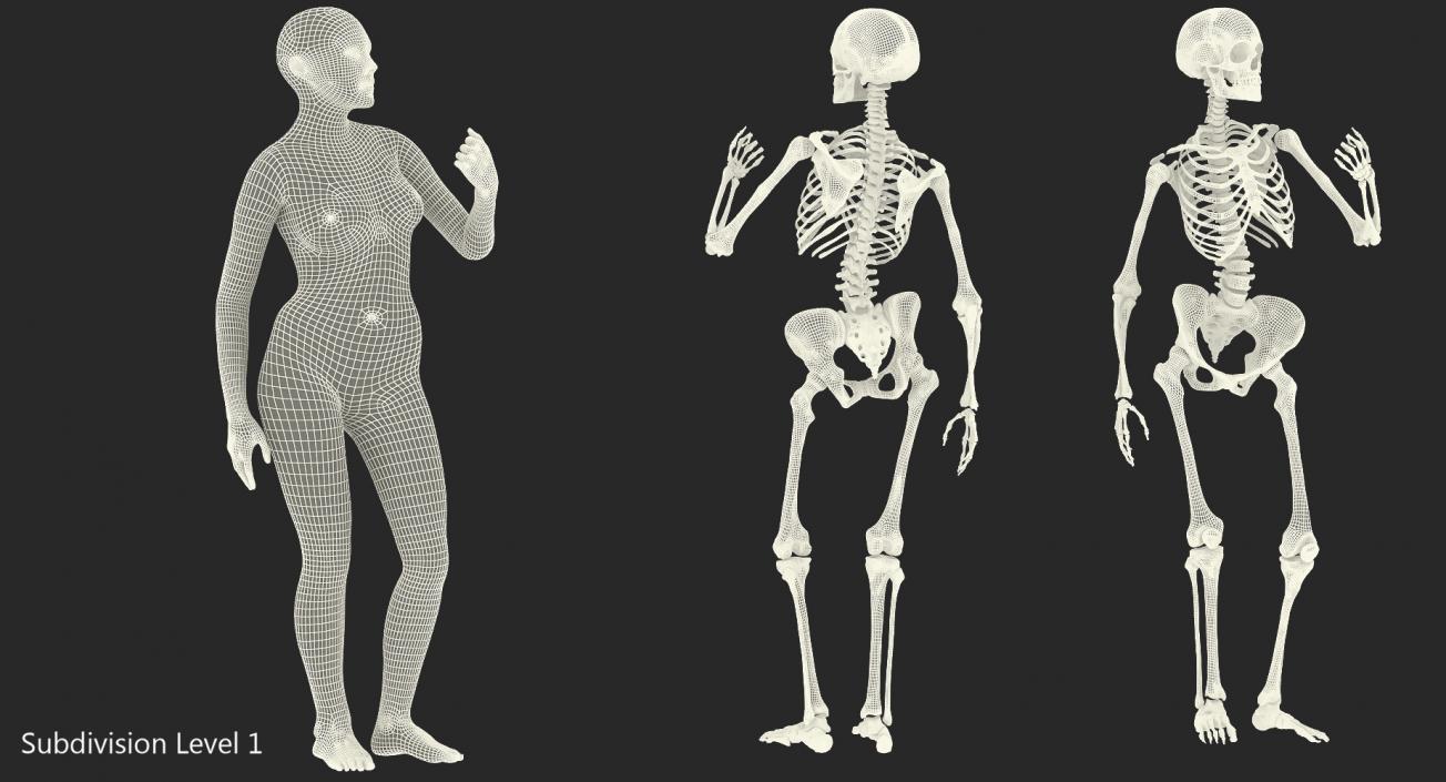 Female Body with Skeleton Standing Pose 3D model