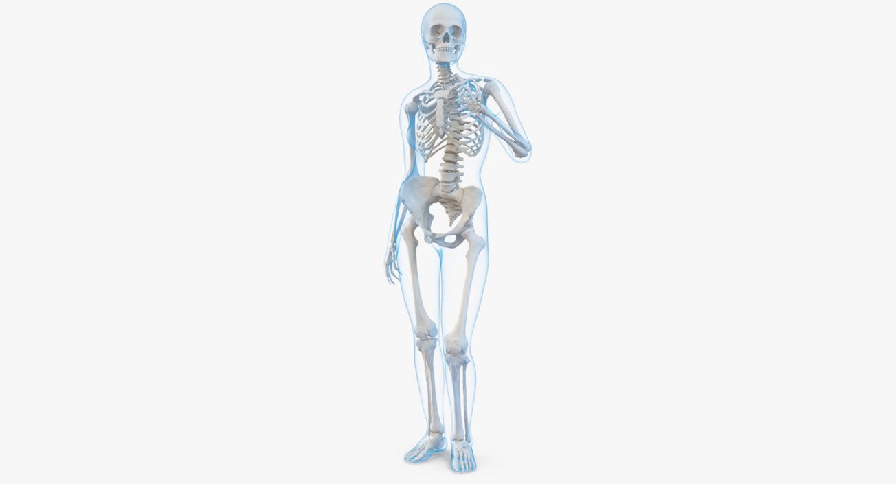 Female Body with Skeleton Standing Pose 3D model