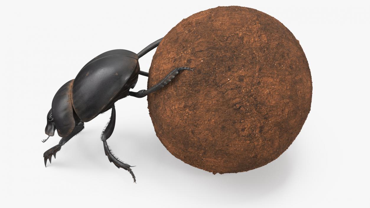 Roller Beetle Pushing Sphere Dirt Fur 3D