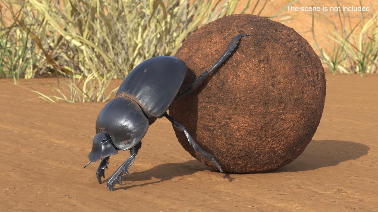 Roller Beetle Pushing Sphere Dirt Fur 3D