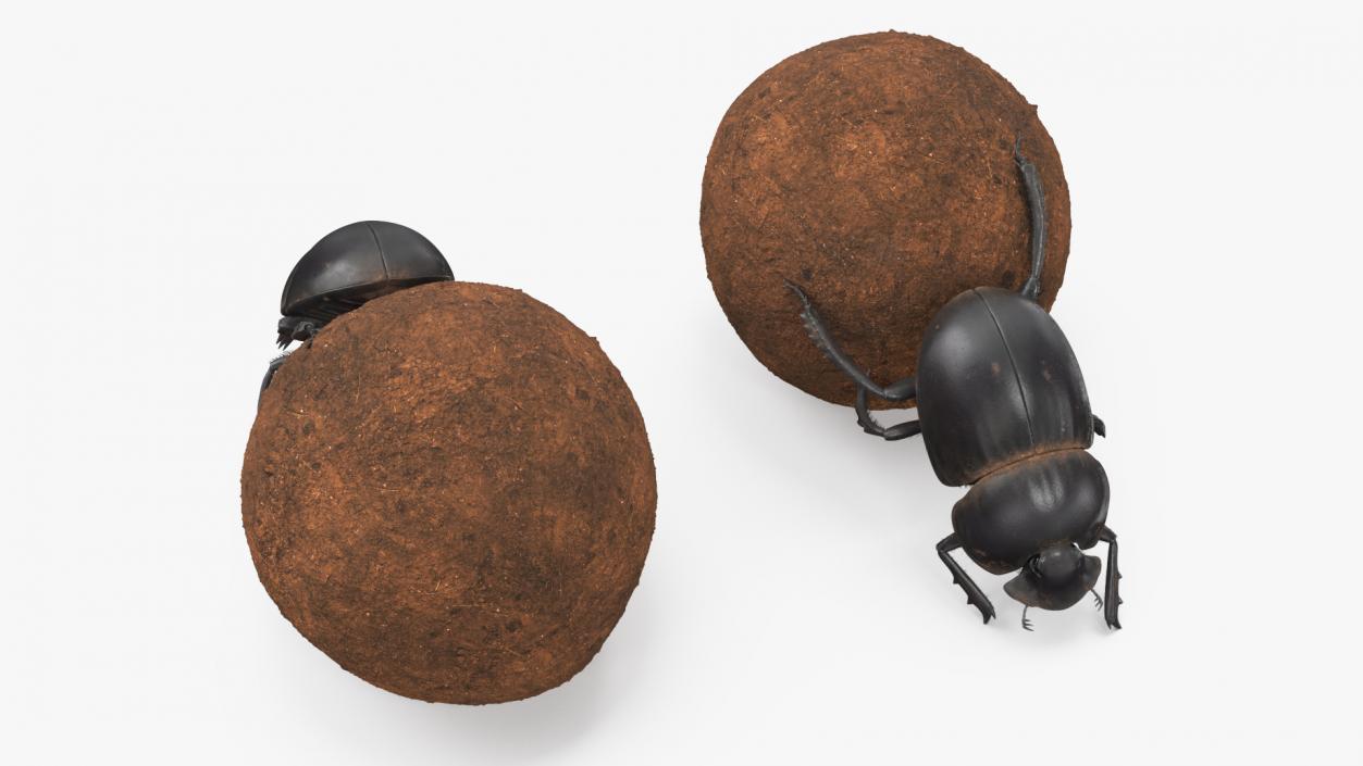 Roller Beetle Pushing Sphere Dirt Fur 3D