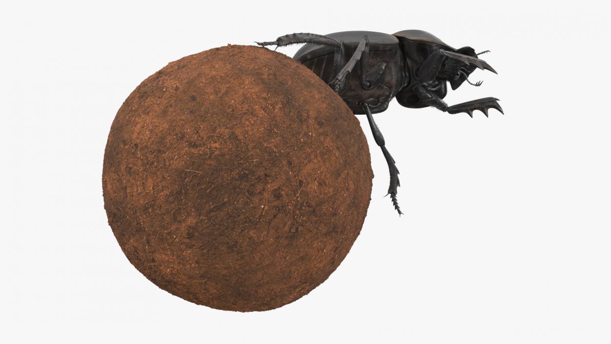 Roller Beetle Pushing Sphere Dirt Fur 3D