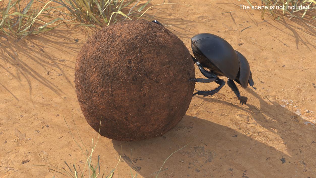 Roller Beetle Pushing Sphere Dirt Fur 3D