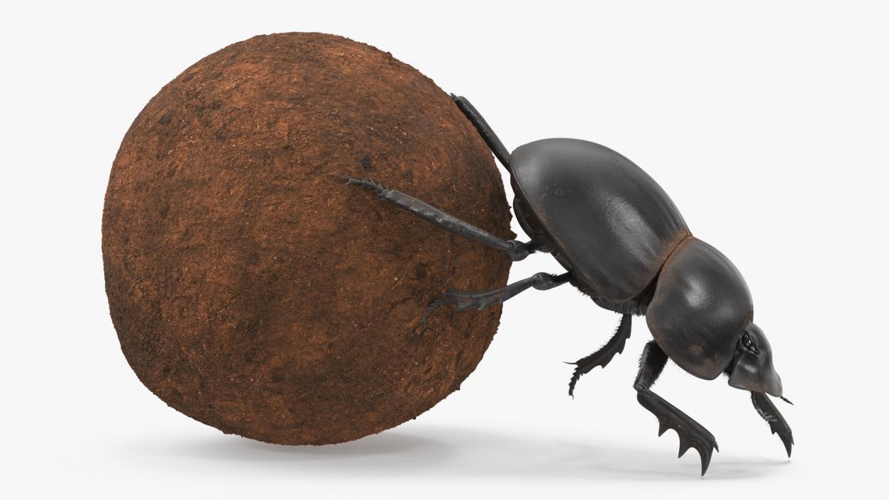 Roller Beetle Pushing Sphere Dirt Fur 3D